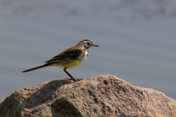 Grey wagtail (Motacilla cinerea) on a stone