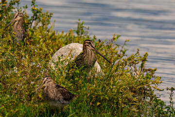 Group of common snipe (Gallinago gallinago) at a riverbank