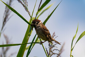 Sparrow sitting on a plant with a caterpillar in its mouth