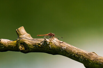 Orange dragon-fly sitting on a tree branch