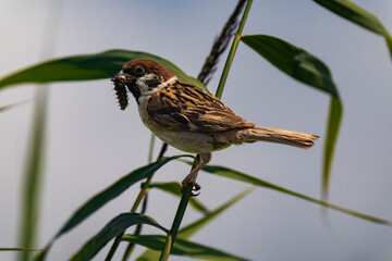 Sparrow sitting on a plant with a caterpillar in its mouth