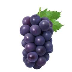 巨峰  イラスト リアル 葡萄