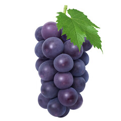 巨峰  イラスト リアル 葡萄