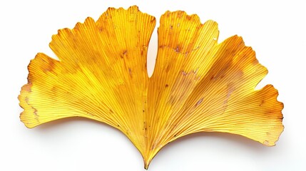 Naklejka premium A vibrant yellow ginkgo leaf showcasing intricate textures and nature's beauty in autumn tones.