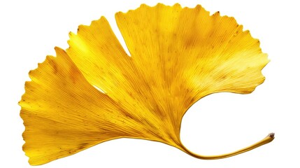 Naklejka premium A vibrant yellow ginkgo leaf showcasing natural beauty and unique shape, perfect for seasonal and botanical themes.