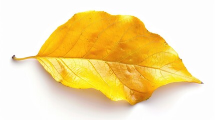 Fototapeta premium A vibrant yellow leaf, showcasing the beauty of autumn with its intricate veins and smooth texture against a clean background.