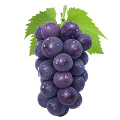 巨峰  イラスト リアル 葡萄