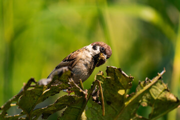 Sparrow sitting on a plant with a caterpillar in its mouth