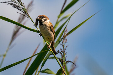 Sparrow sitting on a plant with a caterpillar in its mouth