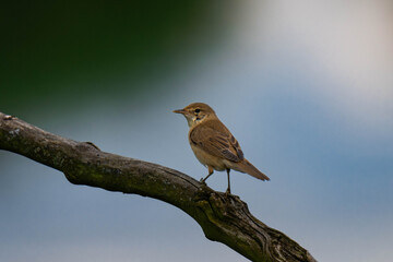 River warbler sitting on a tree branch