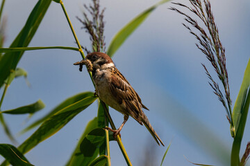 Sparrow sitting on a plant with a caterpillar in its mouth