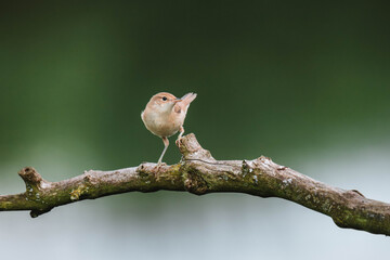 Sykes's warbler on a tree branch