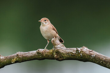 Sykes's warbler on a tree branch