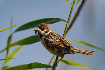 Sparrow sitting on a plant with a caterpillar in its mouth