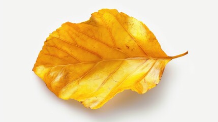 Naklejka premium A vibrant yellow leaf showcasing intricate details and textures, perfect for autumn-themed designs and nature photography.