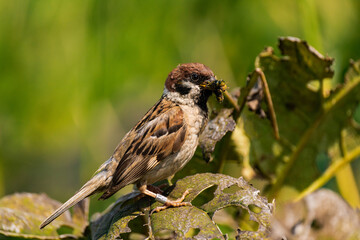 Sparrow sitting on a plant with a caterpillar in its mouth