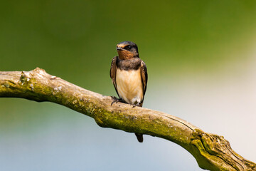 Barn swallow (Hirundo rustica) sitting on a tree branch