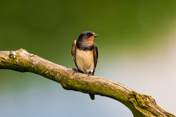 Barn swallow (Hirundo rustica) sitting on a tree branch