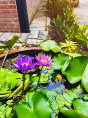 Two pink and purple lotus flowers on a pond. Two pink and purple lotus flowers with yellow centers...