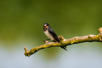 Barn swallow (Hirundo rustica) sitting on a tree branch