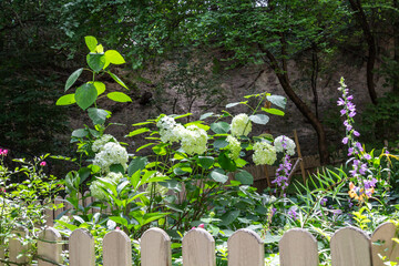 Bushes of white hydrangeas in a small garden behind a wooden fence