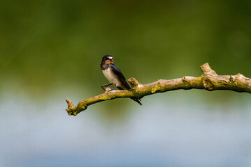 Barn swallow (Hirundo rustica) sitting on a tree branch