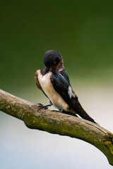 Barn swallow (Hirundo rustica) sitting on a tree branch and cleaning its feathers