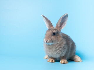 Front view of gray rabbit standing on blue background. Lovely action of young rabbit.