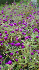 Obraz premium Group of beautiful purple flowers or Globe Amaranth flowers in the garden 