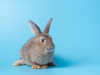 Front view of gray rabbit standing on blue background. Lovely action of young rabbit.