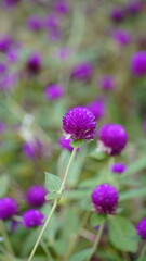 Group of beautiful purple flowers or Globe Amaranth flowers in the garden
