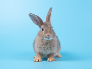 Front view of gray rabbit standing on blue background. Lovely action of young rabbit.
