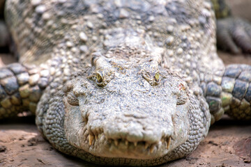 Nile Crocodile (Crocodylus niloticus) Found in Sub-Saharan Africa