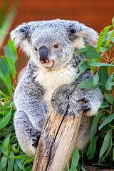 Koala Bear (Phascolarctos cinereus) Found in Eastern Australiaa