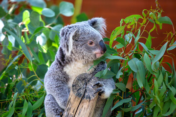 Koala Bear (Phascolarctos cinereus) Found in Eastern Australiaa