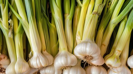 The freshly harvested garlic crop is ready to be peeled and dried. Illustration for banner, poster, cover, brochure or presentation.