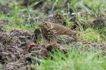 Grive musicienne,.Turdus philomelos, Song Thrush