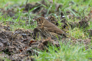 Grive musicienne,.Turdus philomelos, Song Thrush