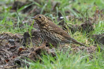 Grive musicienne,.Turdus philomelos, Song Thrush