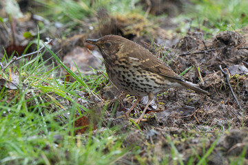 Grive musicienne,.Turdus philomelos, Song Thrush