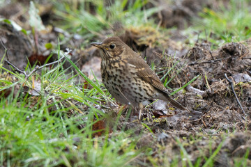 Grive musicienne,.Turdus philomelos, Song Thrush