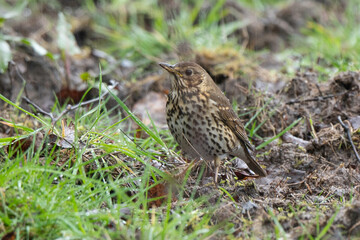 Grive musicienne,.Turdus philomelos, Song Thrush