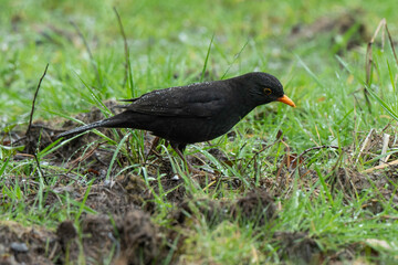 Merle noir,.Turdus merula, Common Blackbird