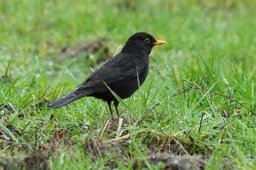 Merle noir,.Turdus merula, Common Blackbird