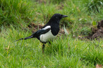 Pie bavarde,.Pica pica, Eurasian Magpie