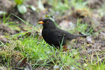 Merle noir,.Turdus merula, Common Blackbird