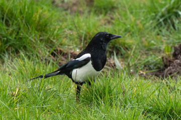 Pie bavarde,.Pica pica, Eurasian Magpie