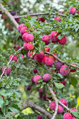red plums on a branch