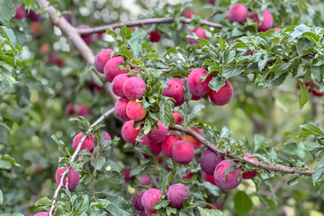 red plums on a branch