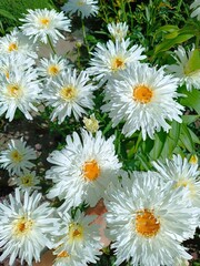 Fototapeta premium white daisies in a garden